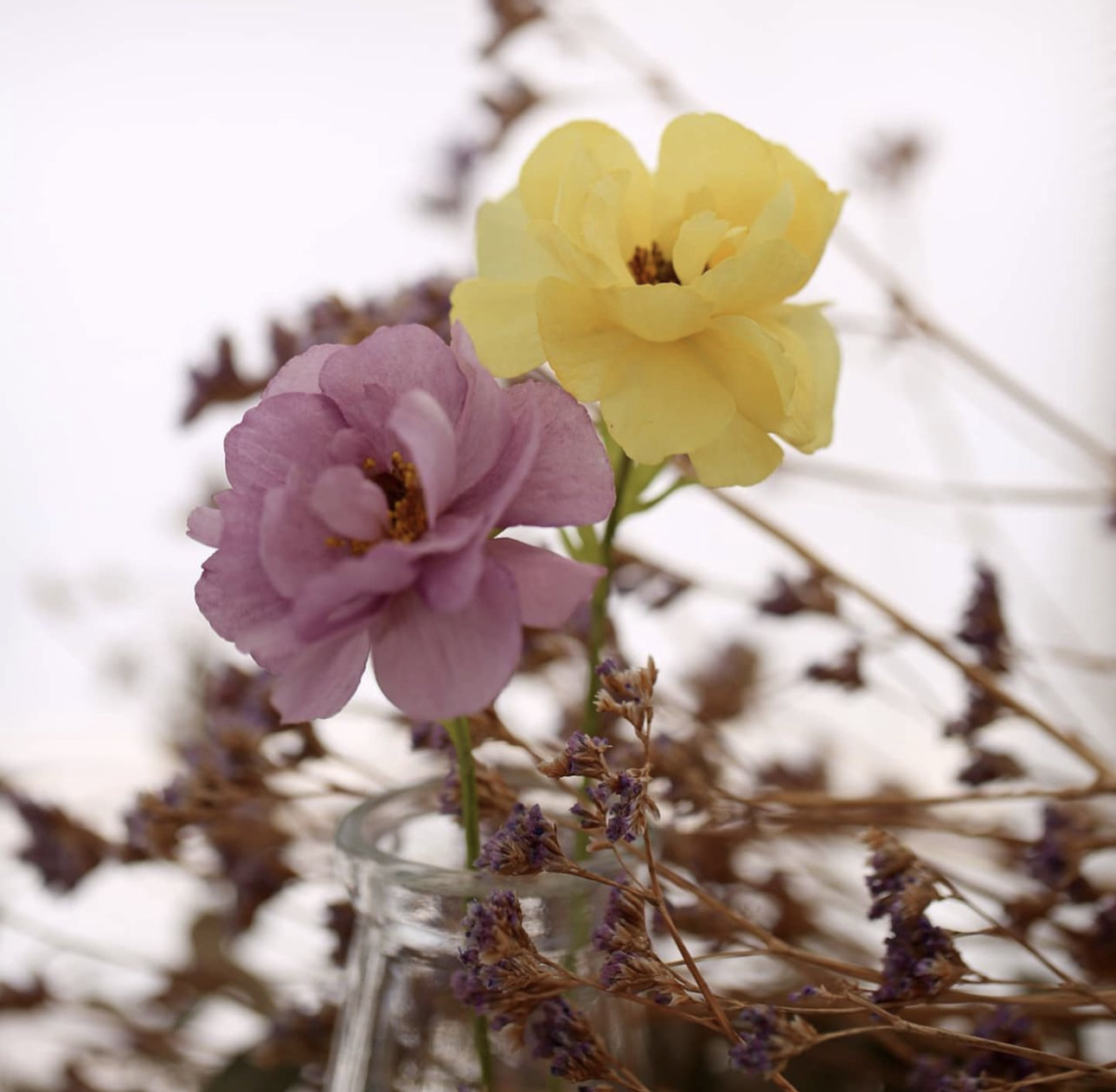 威化紙花班(D班: 蝴蝶毛莨, 桔梗)