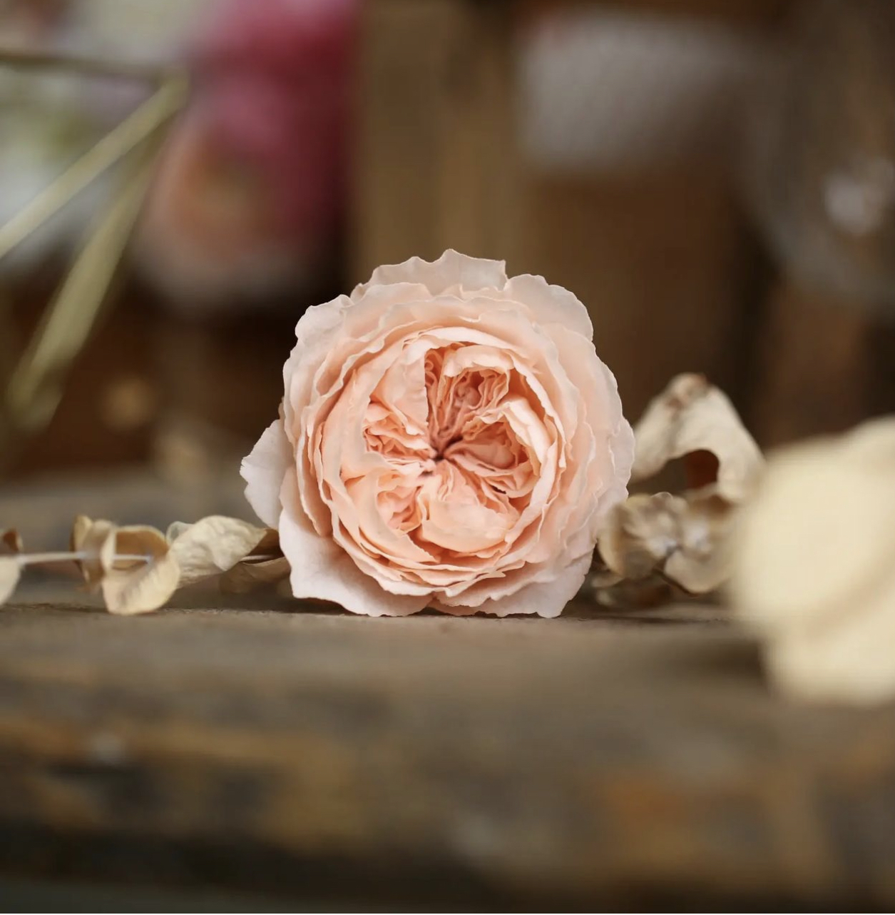 威化紙花班(F班: 奧絲丁玫瑰)