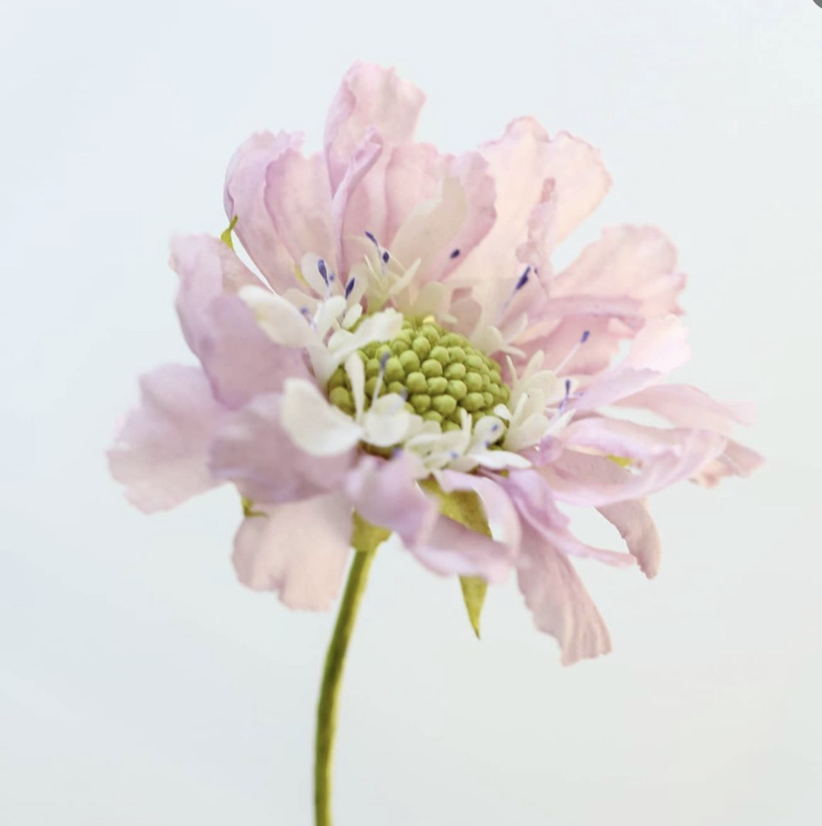 威化紙花班(H班: 藍盆花, 百子蓮)