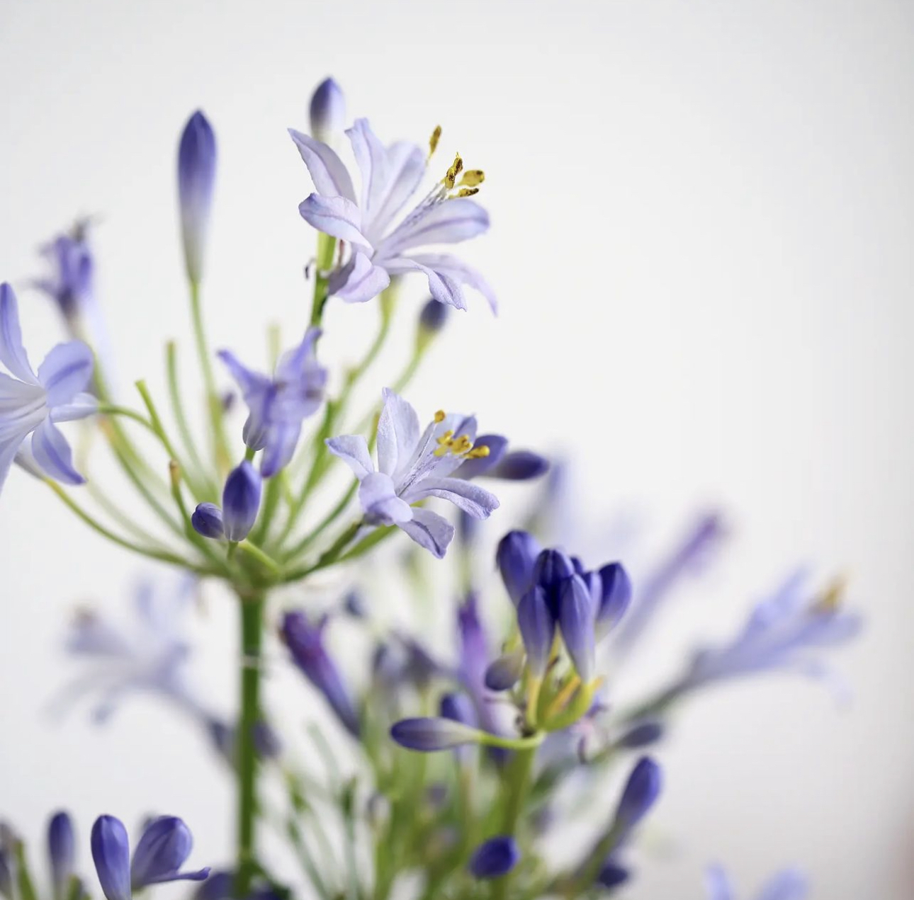 威化紙花班(H班: 藍盆花, 百子蓮)