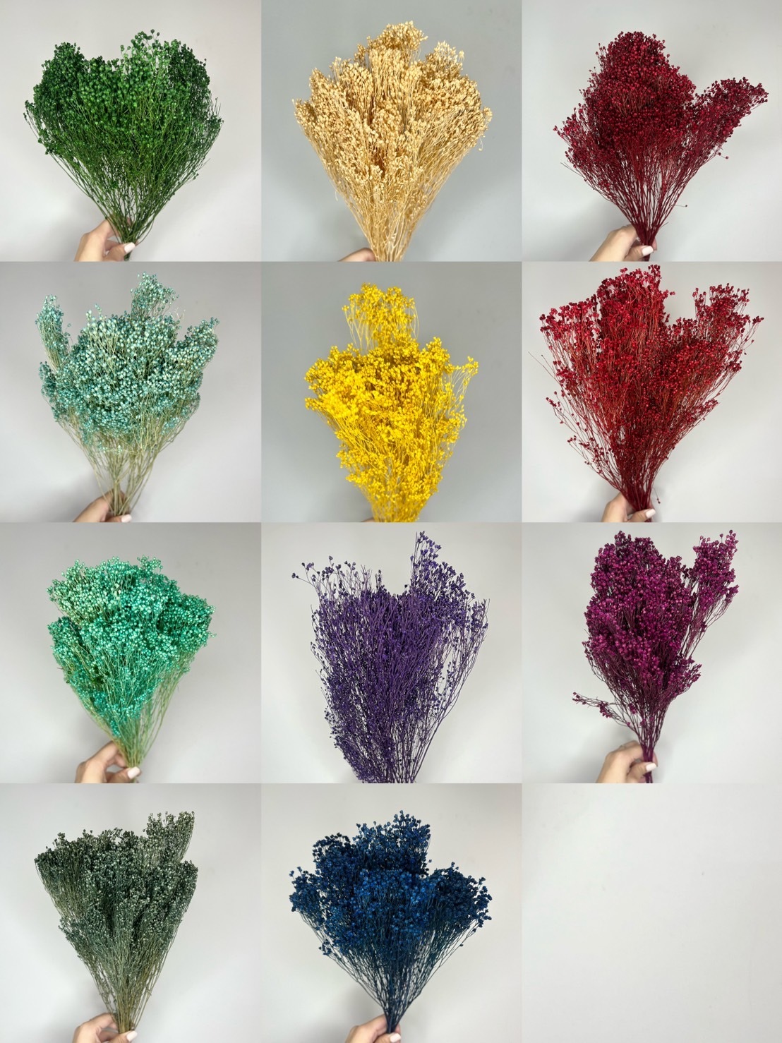 義大利乾燥木滿天星