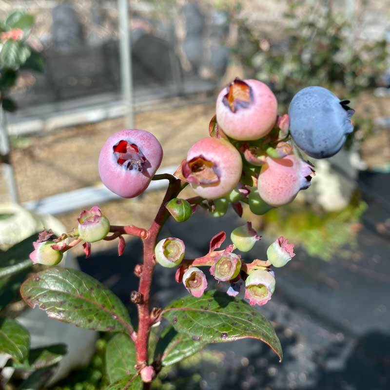 限量預購｜依照訂單陸續出貨-台灣鮮採藍莓 12盒入(免運)｜檢驗410項零農藥殘留｜贈藍莓精品巧克力乙片