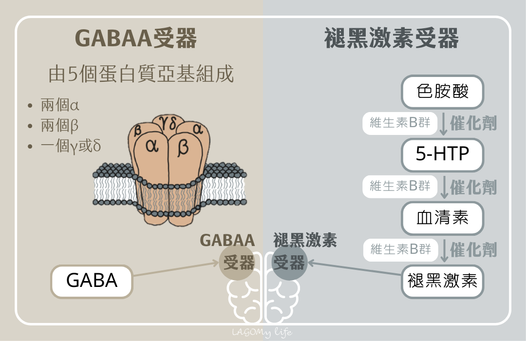 睡眠關鍵因子GABAA受器以及褪黑激素受器為睡眠兩大路徑