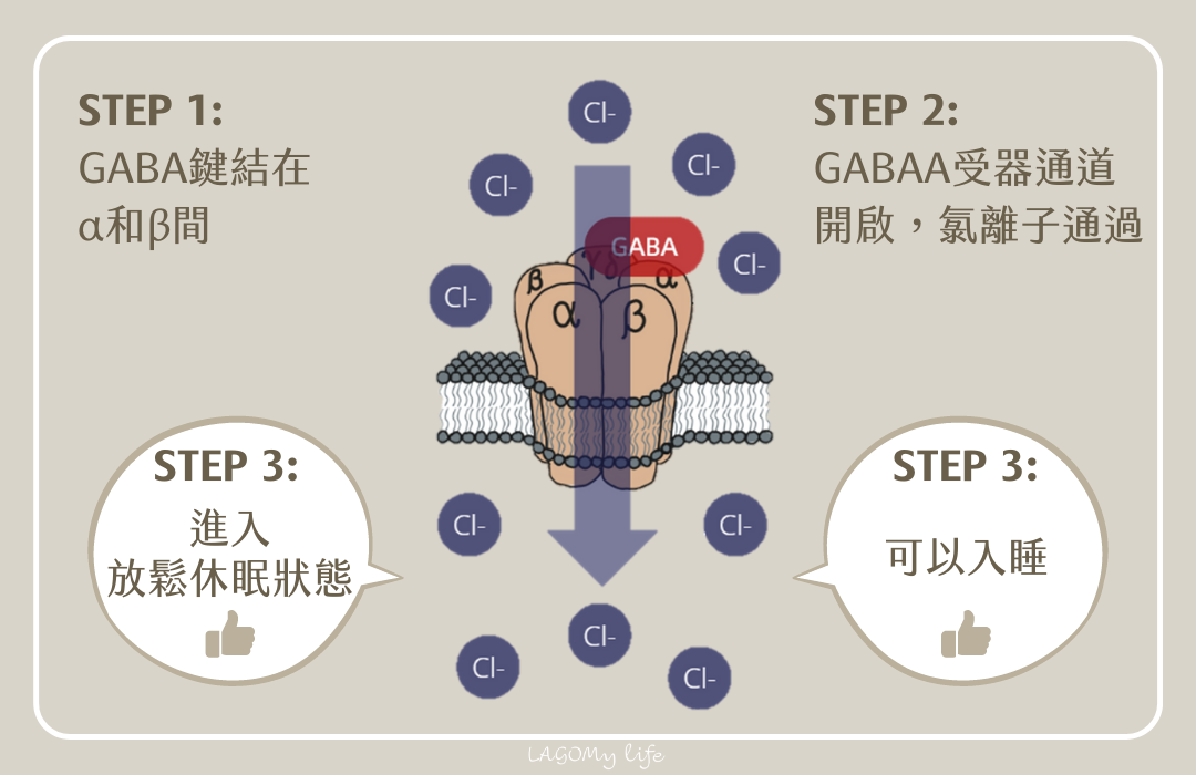 睡眠關鍵因子GABAA受器通道開啟步驟