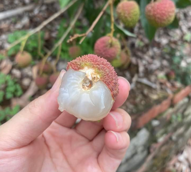 萬得荔枝園 - 玉荷包