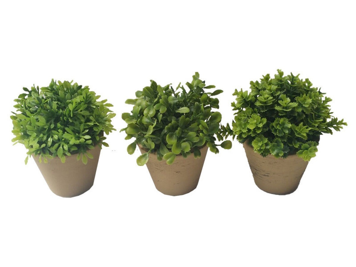 裝飾植栽/綠植