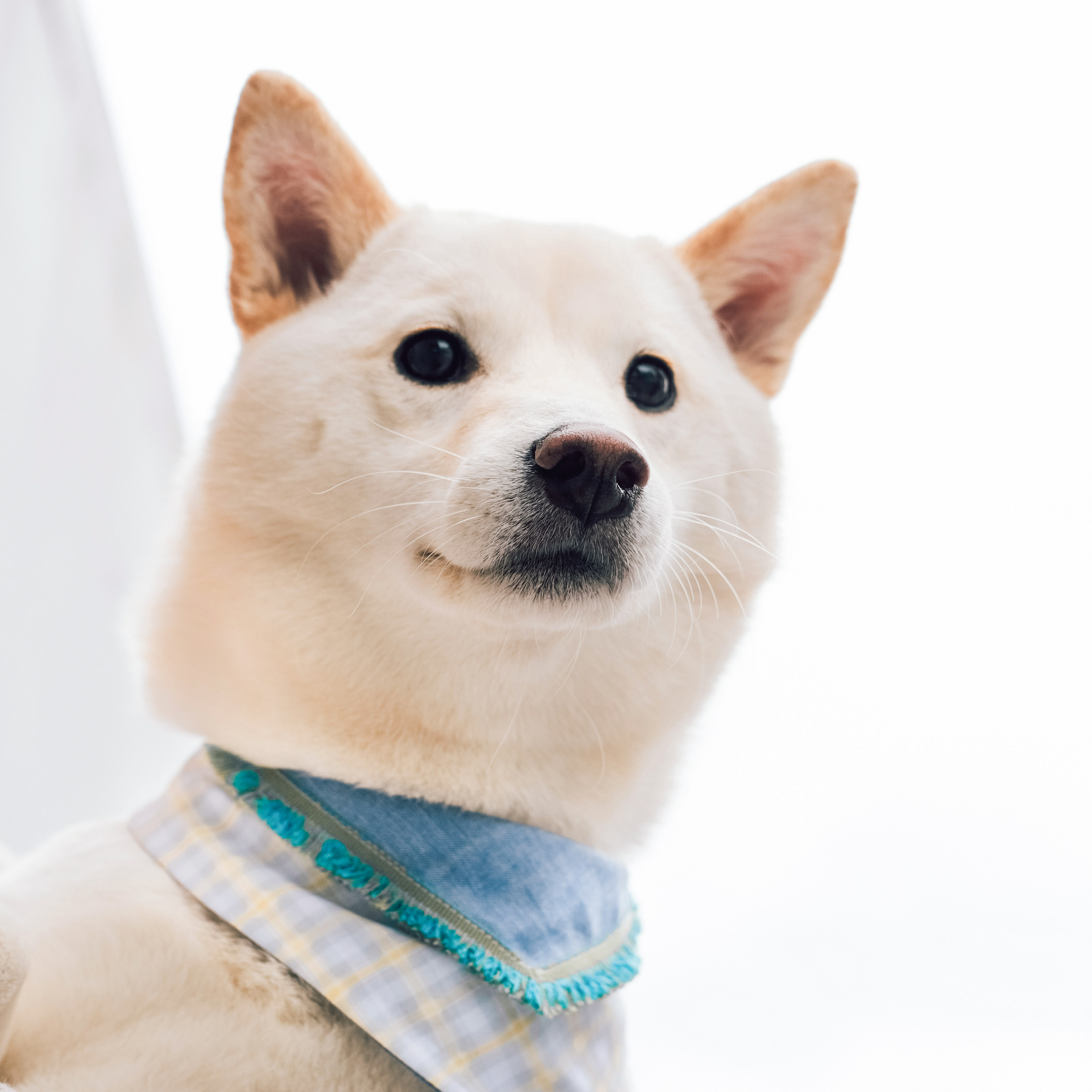 PuriPuri® 寵物領巾 - 牛仔小鴨鴨