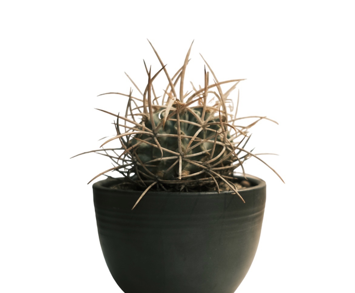 大龍冠Echinocactus polycephalus