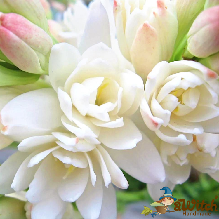 晚香玉香水香精 10ML