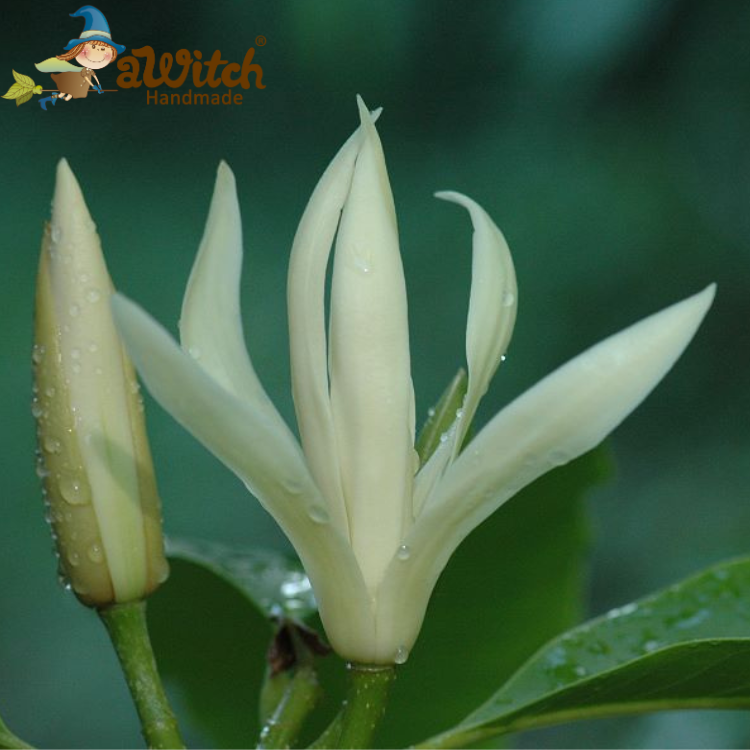 白蘭花香水香精 10ML