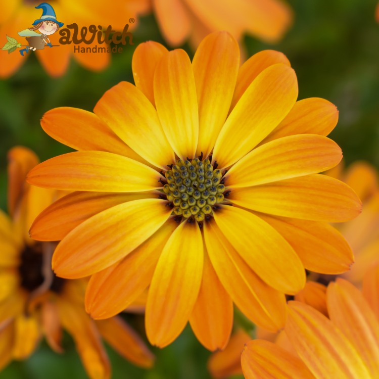 金盞花純露 金盞菊花水