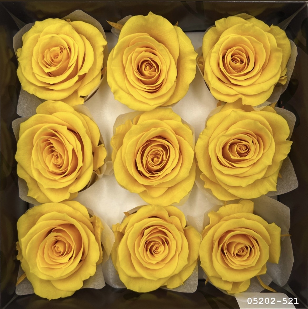 日本不凋大輪玫瑰(M-9朵) 05202-521