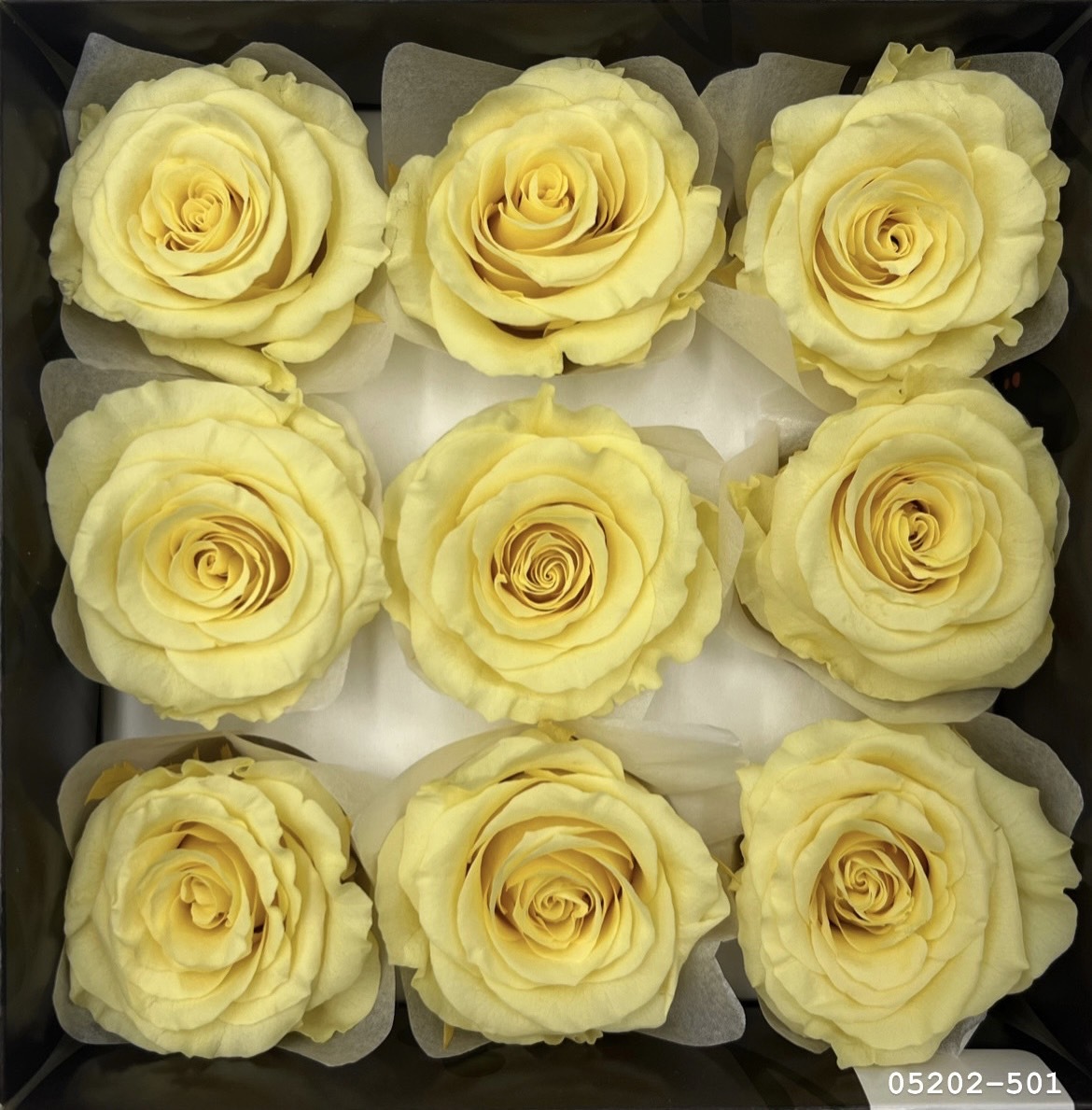 日本不凋大輪玫瑰(M-9朵) 05202-501