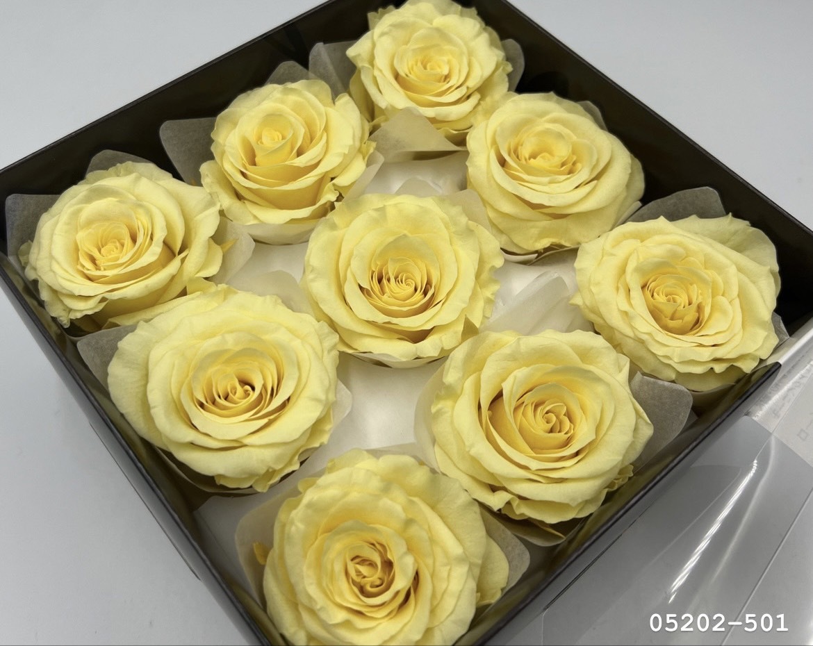 日本不凋大輪玫瑰(M-9朵) 05202-501