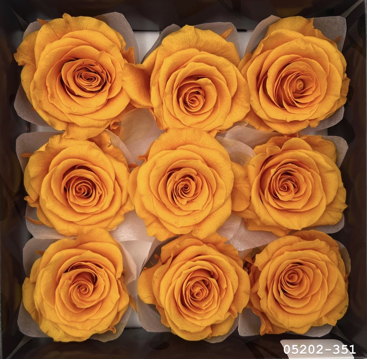 日本不凋大輪玫瑰(M-9朵) 05202-351