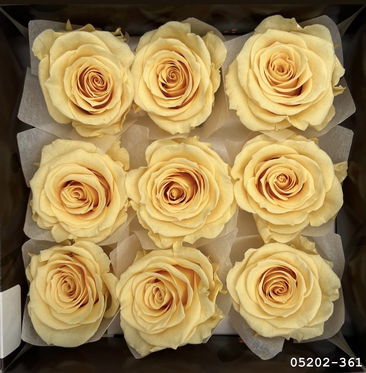 日本不凋大輪玫瑰(M-9朵) 05202-361