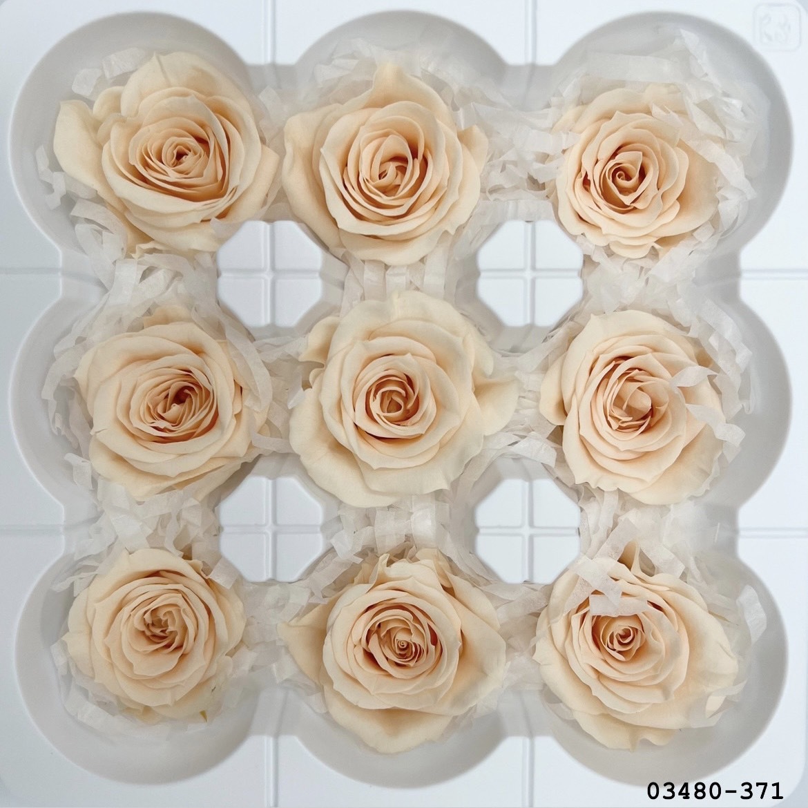 日本不凋中輪玫瑰(9朵) 03480-371