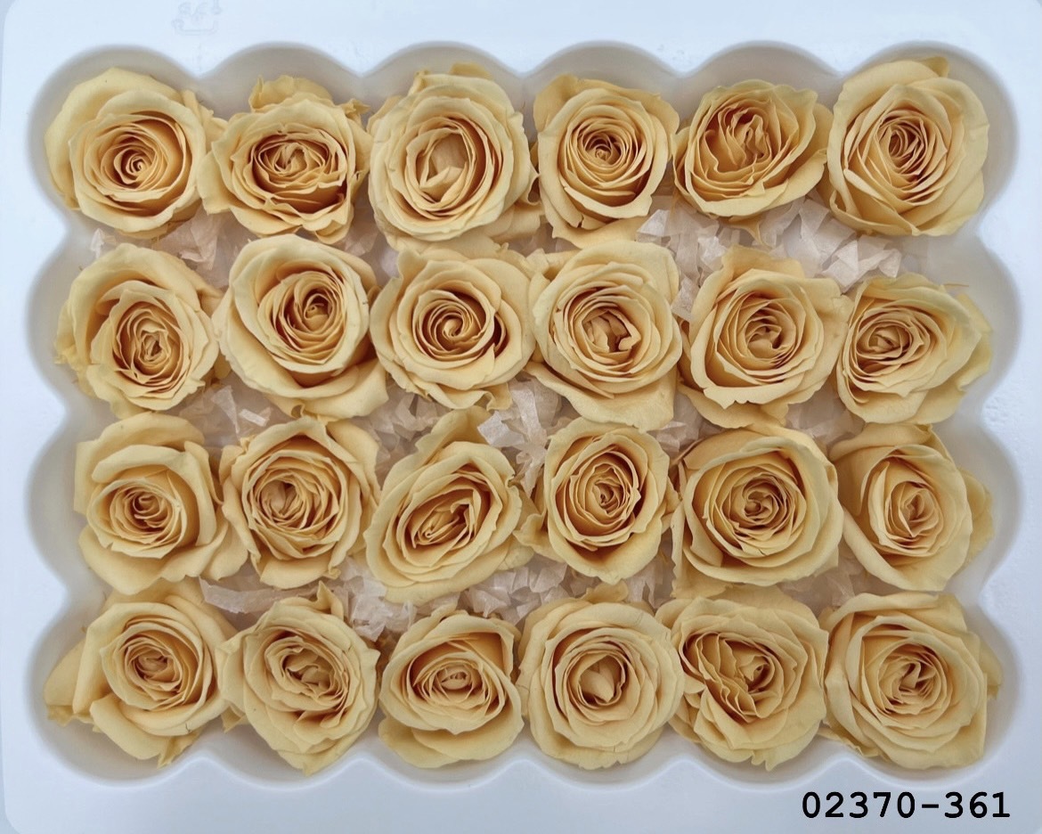 日本不凋迷你玫瑰(24朵) 02370-361