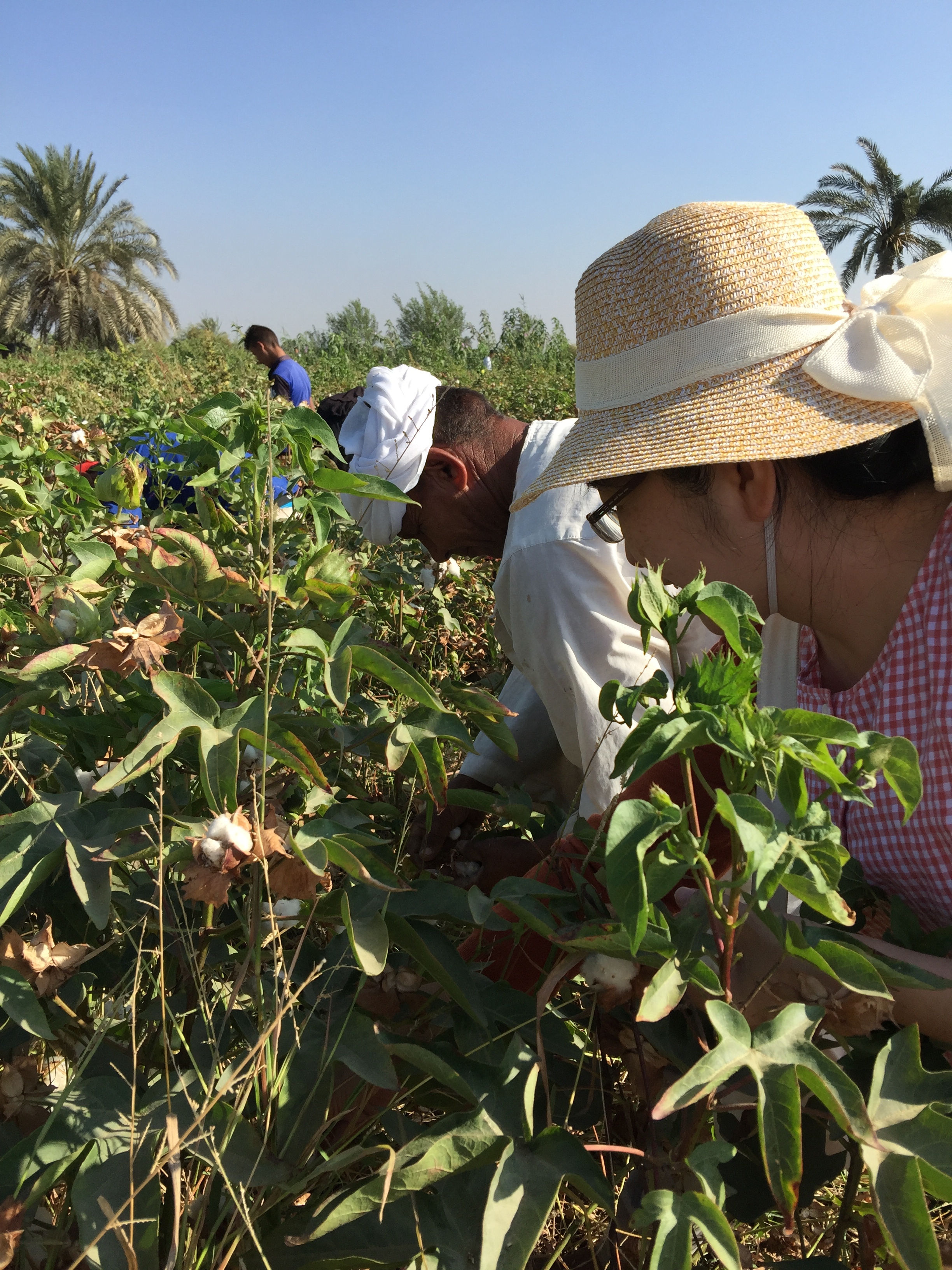 跟當地農夫一起採摘棉花，在BD有機農場 | 藍天畫布有機棉