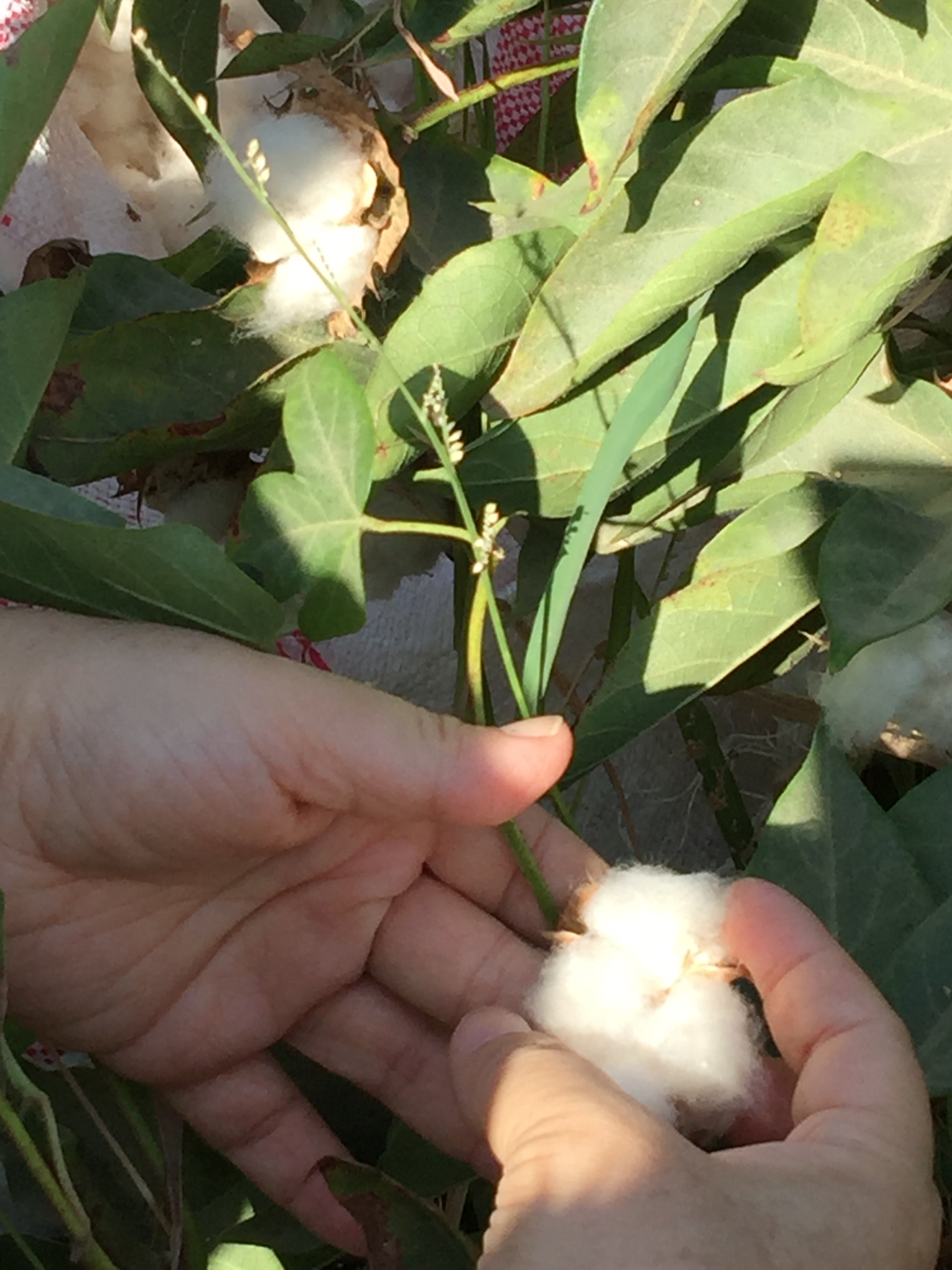 BD有機埃及棉 | 藍天畫布有機棉