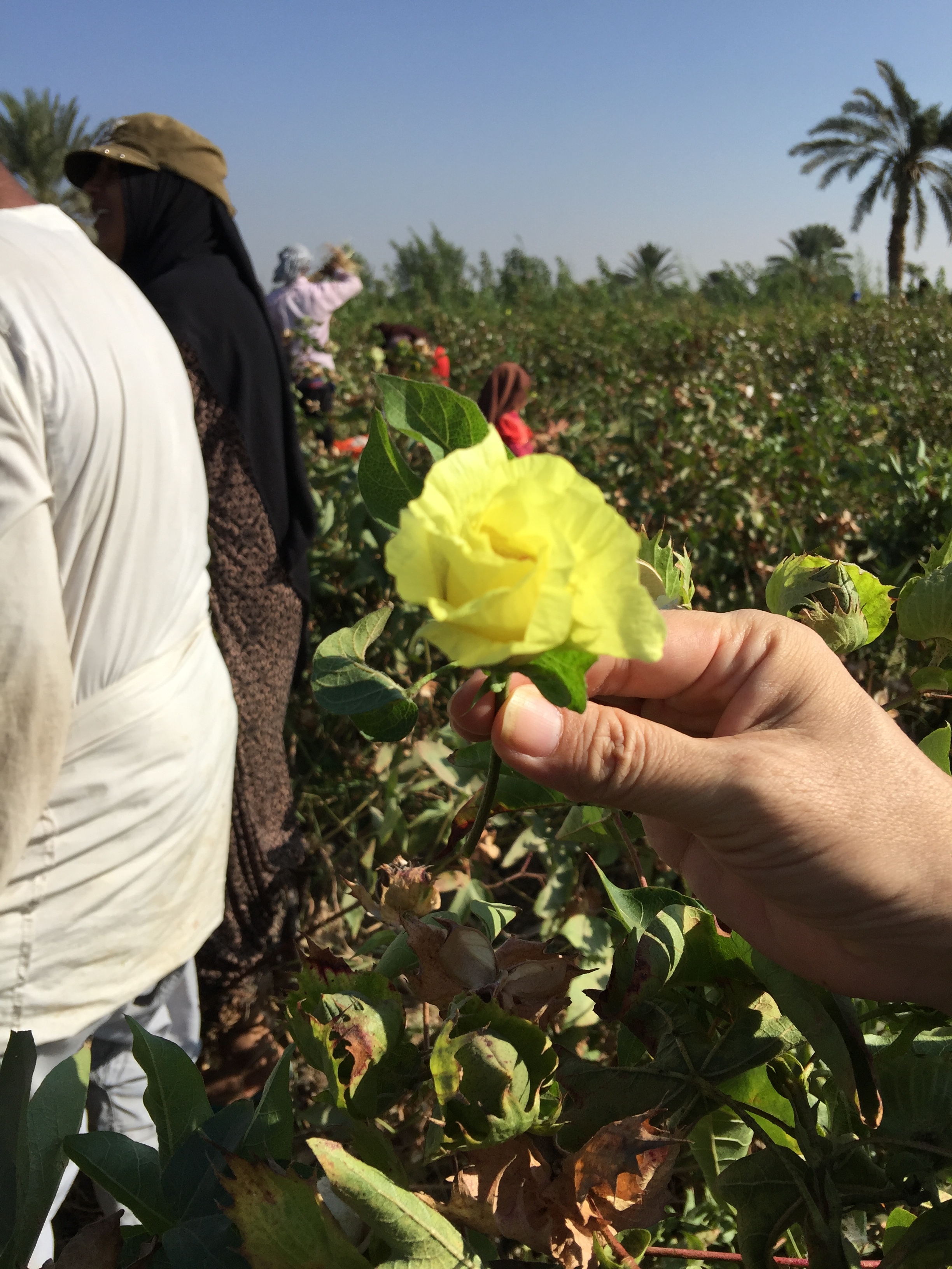 棉花的花 | 藍天畫布有機棉