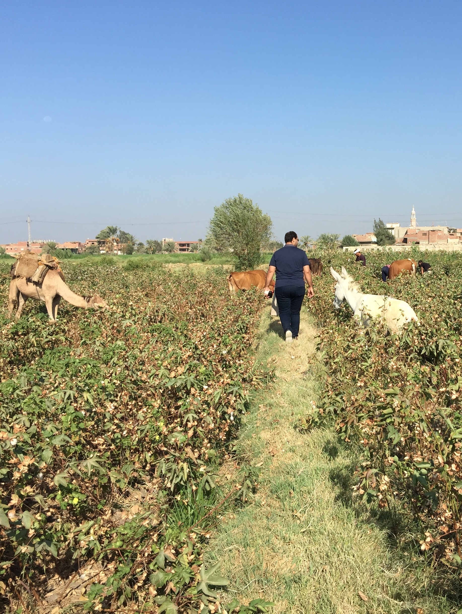 BD農場擁有豐富的生態，棉花以及其它農作物共同種植，人以及動物(牛、驢、駱駝)共同工作 |  藍天畫布有機棉