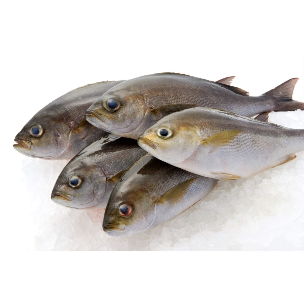 鮮伊佐木 -- 每條(長崎対馬産)