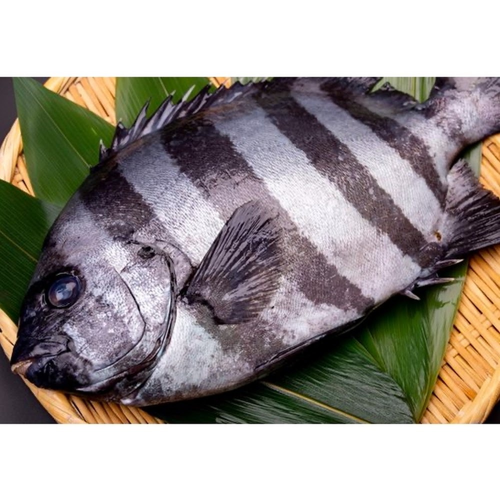 鮮石鯛 -- 每條