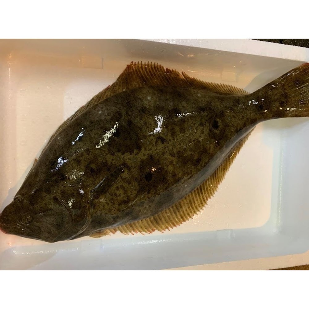 鮮平目 (養殖) -- 每條(北海道函館産)