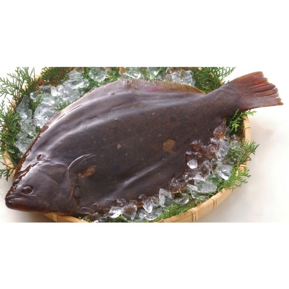 鮮平目 (養殖) -- 每條(北海道函館産)