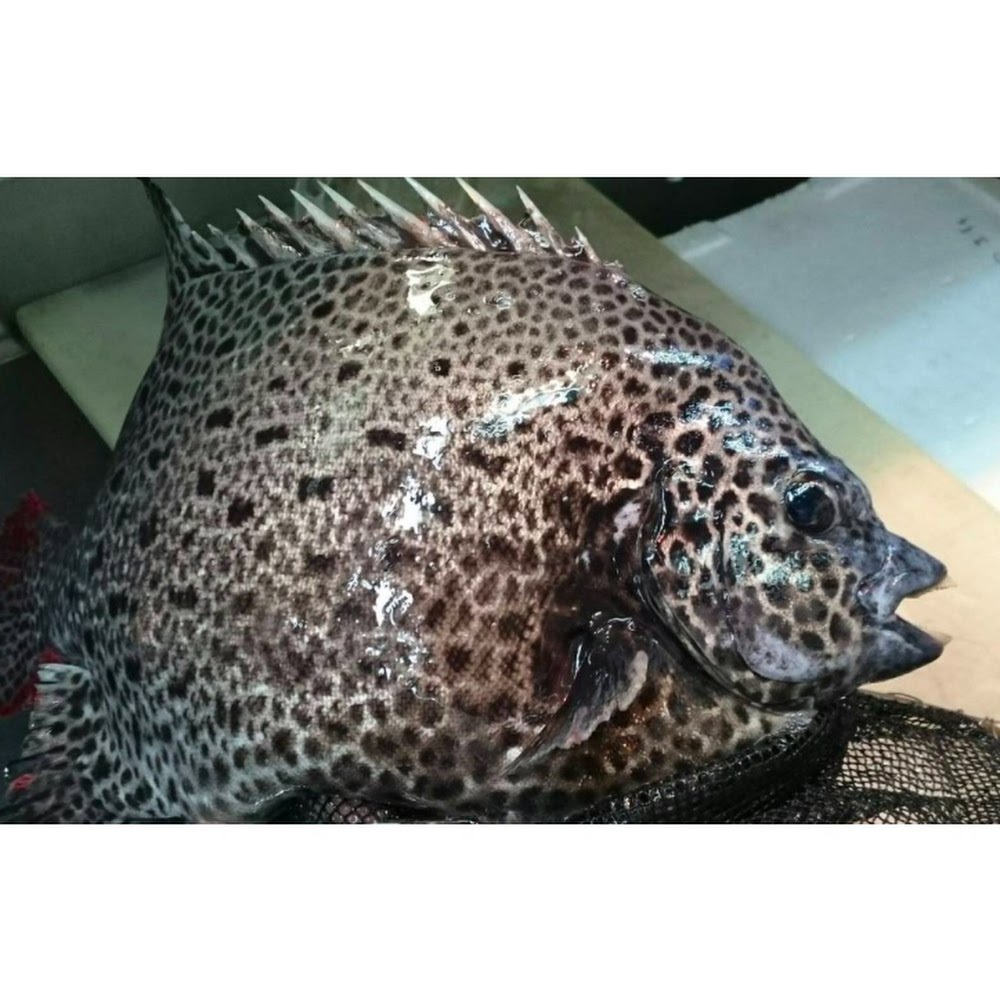 鮮石垣鯛 -- 每條(大分産)