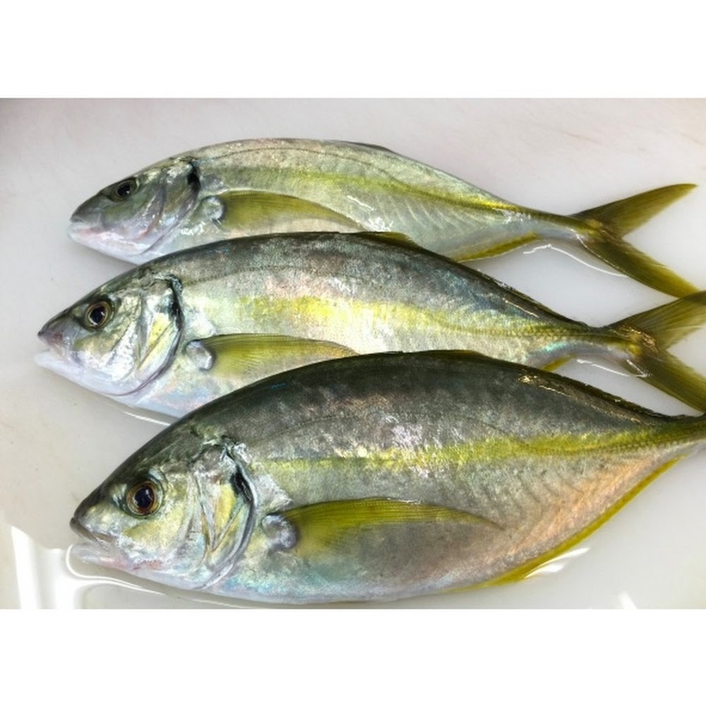 鮮縞鰺 (深海池魚) -- 每條(大分産)