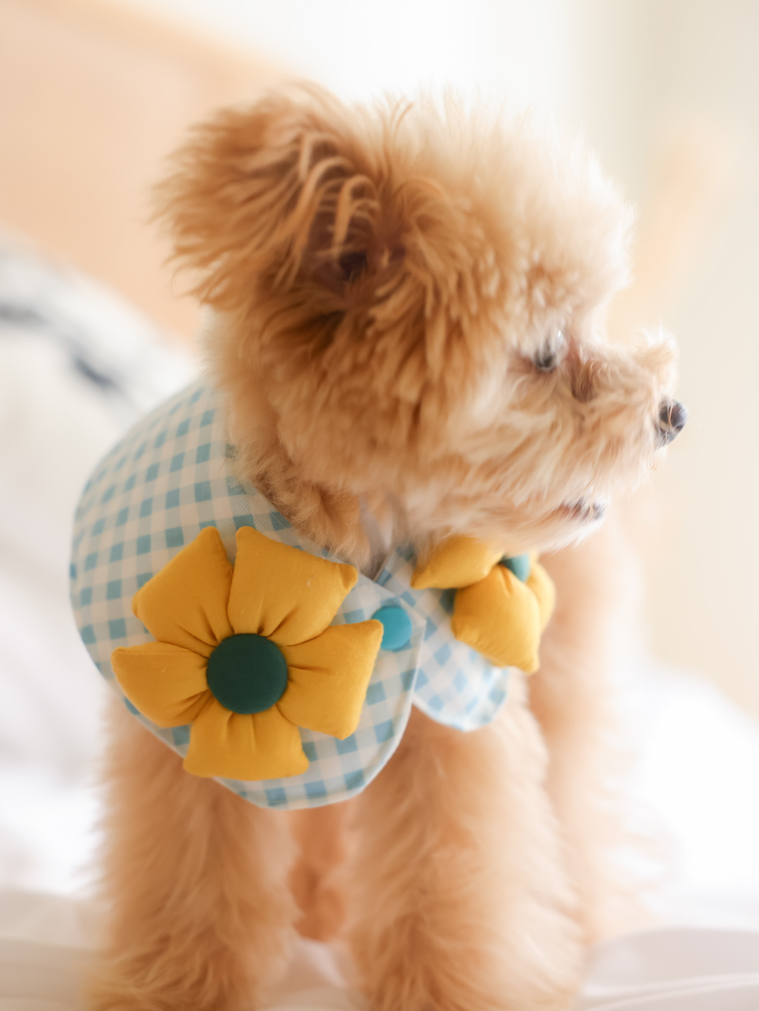 韓國訂製款 小雛菊格子領巾(五色)