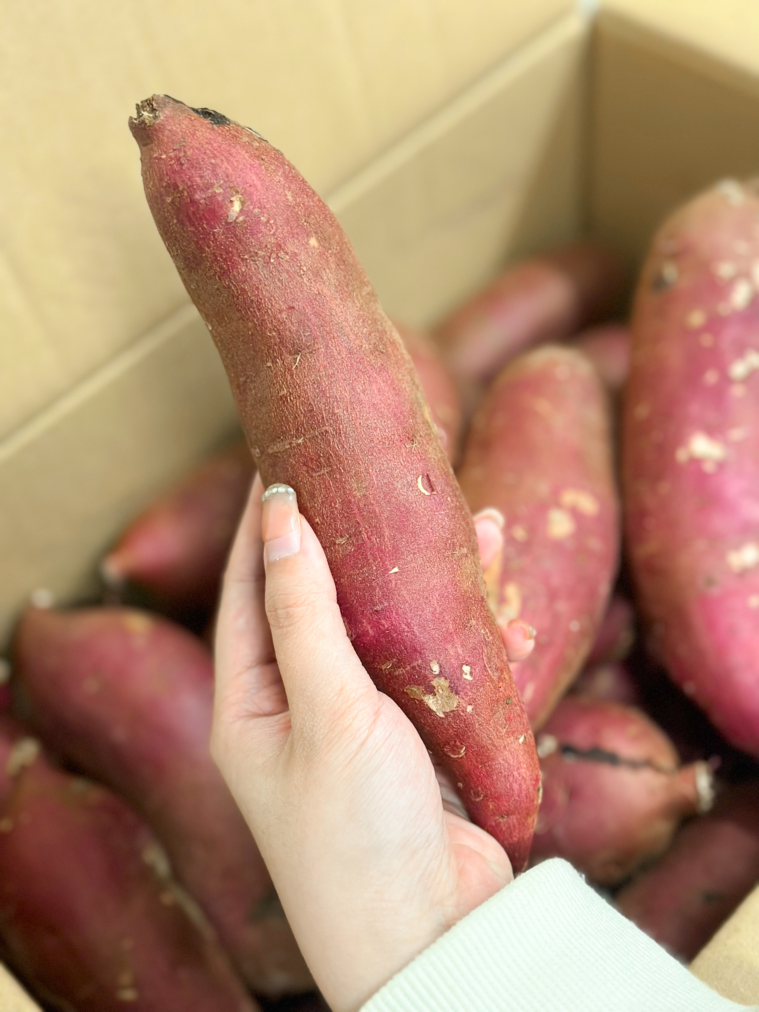 日本時令蕃薯 (L/2L)