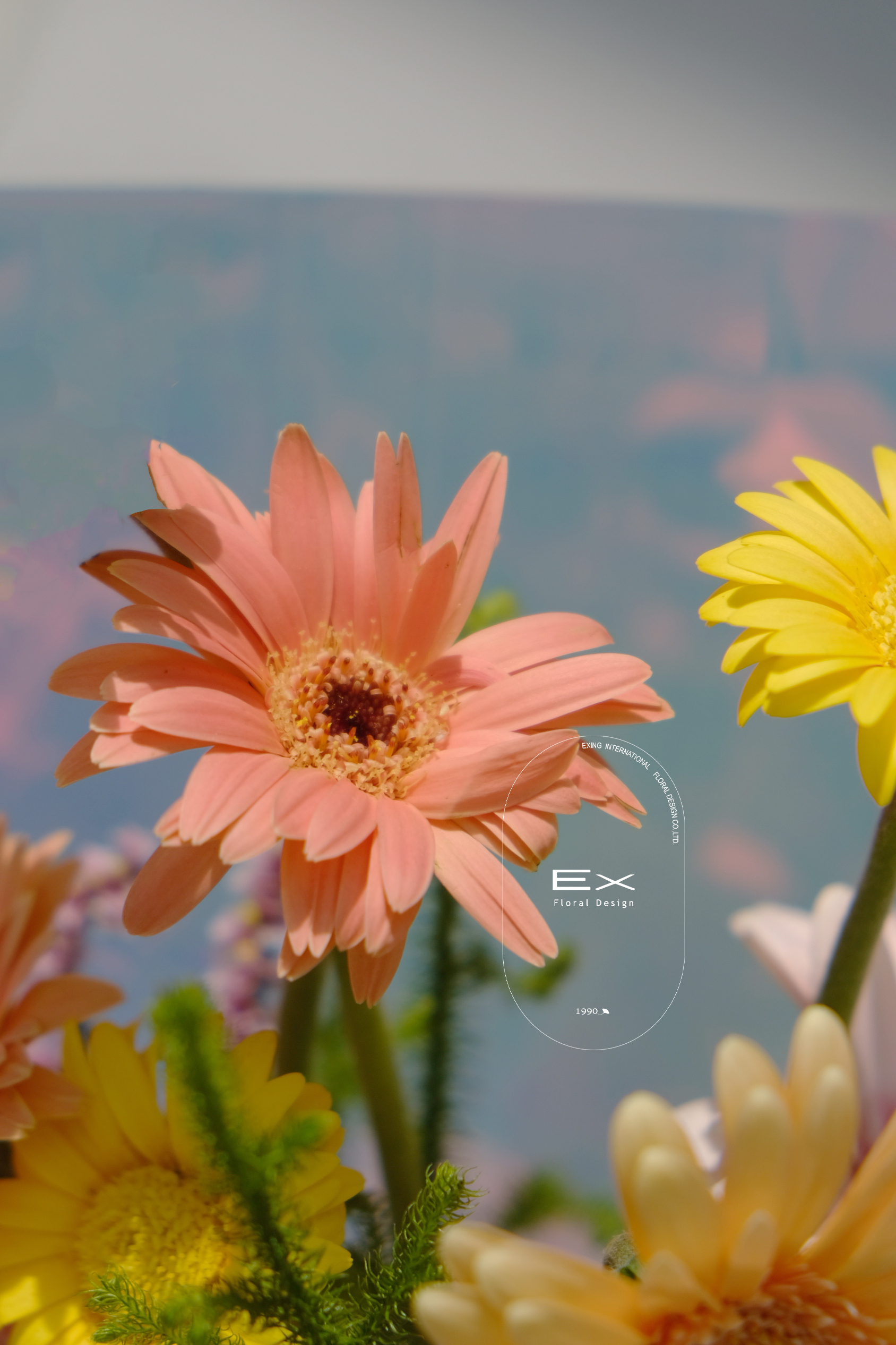 迷你太陽花｜如太陽般明朗的心