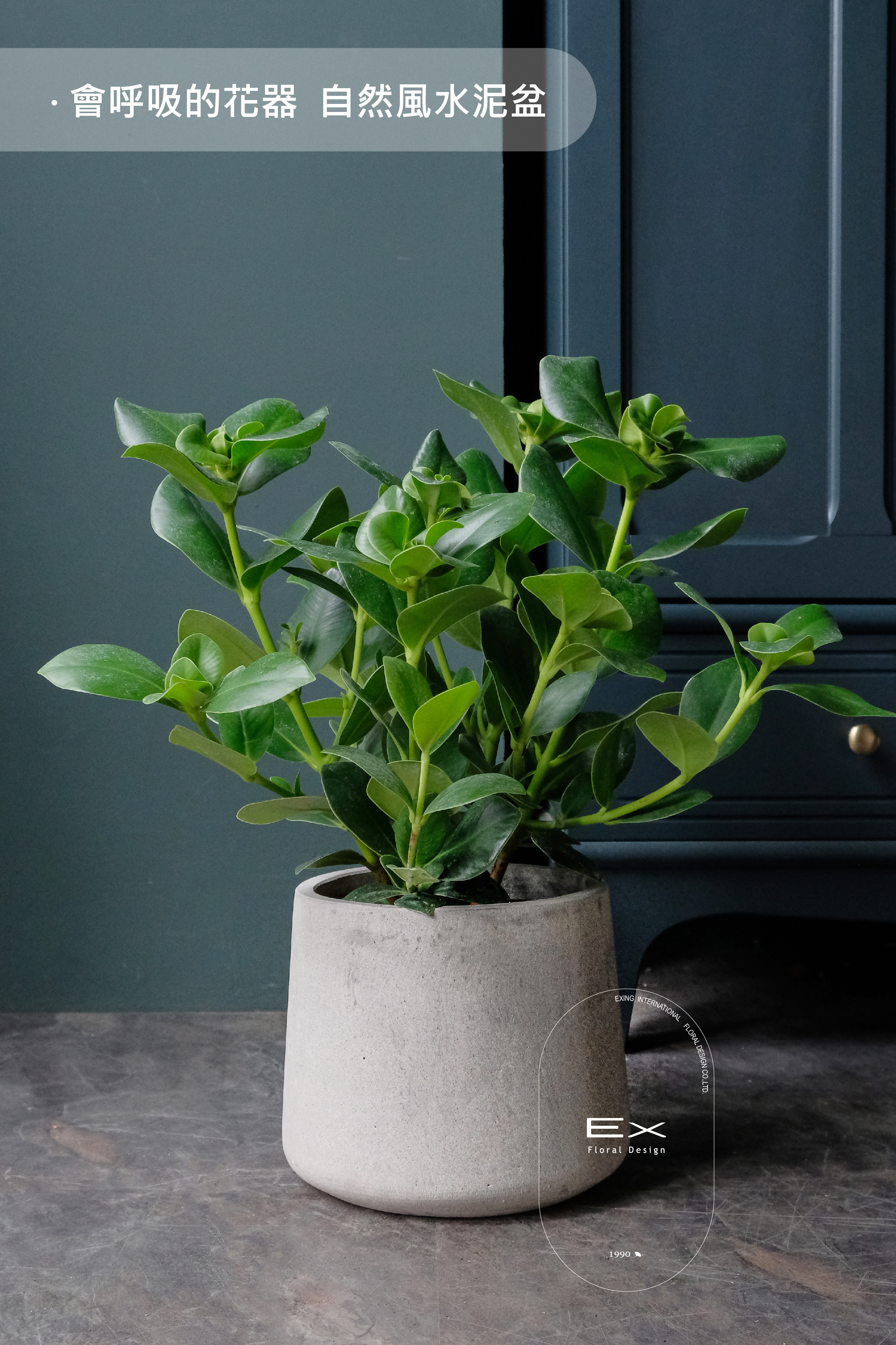 聚財樹 pachira macrocarpa｜財運豐收 招財旺運