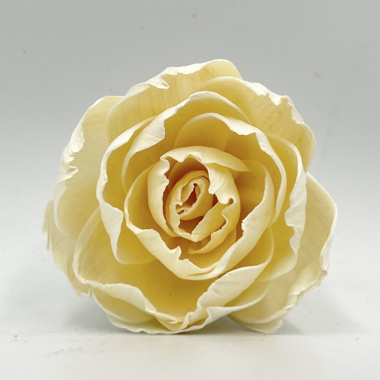 泰國索拉花 皺葉玫瑰花 6CM <十支一把> (高品質)