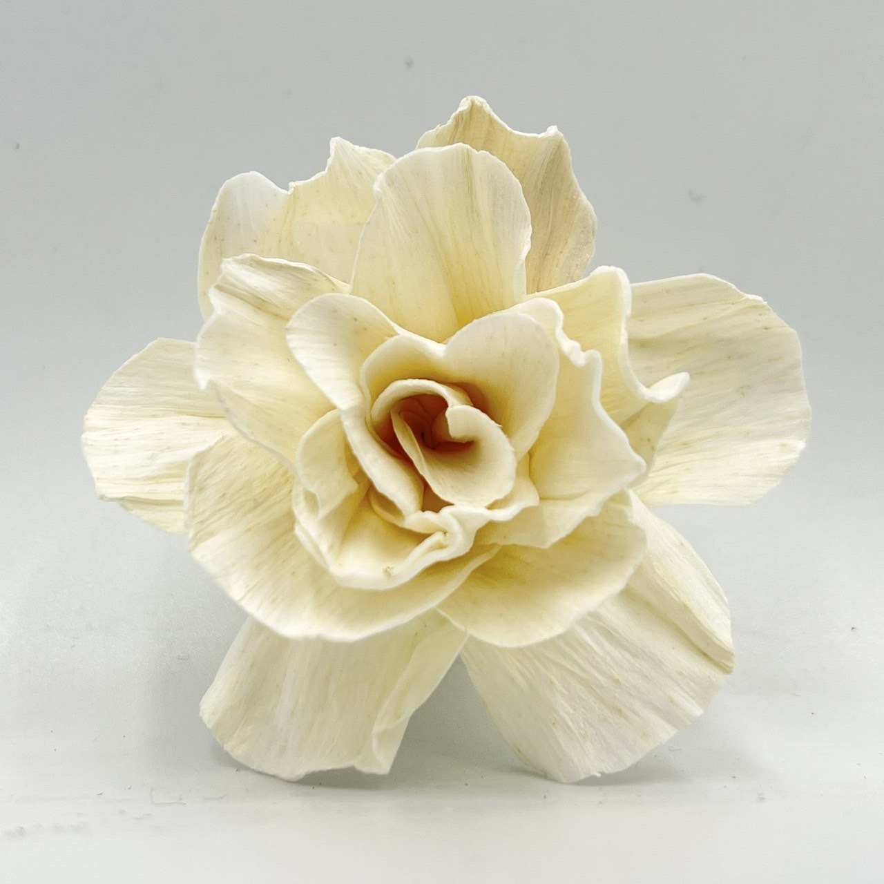 泰國索拉花 重瓣水仙花 6CM  <十支一把>  (高品質)