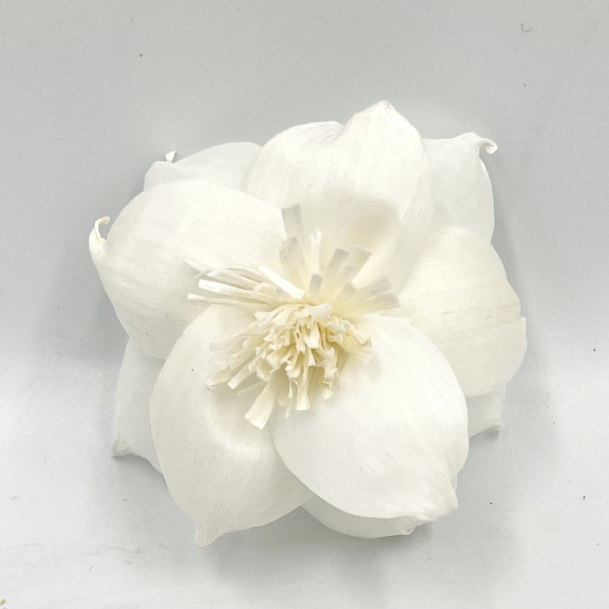 泰國索拉花 扶桑花 6CM  <十支一把>  (高品質)