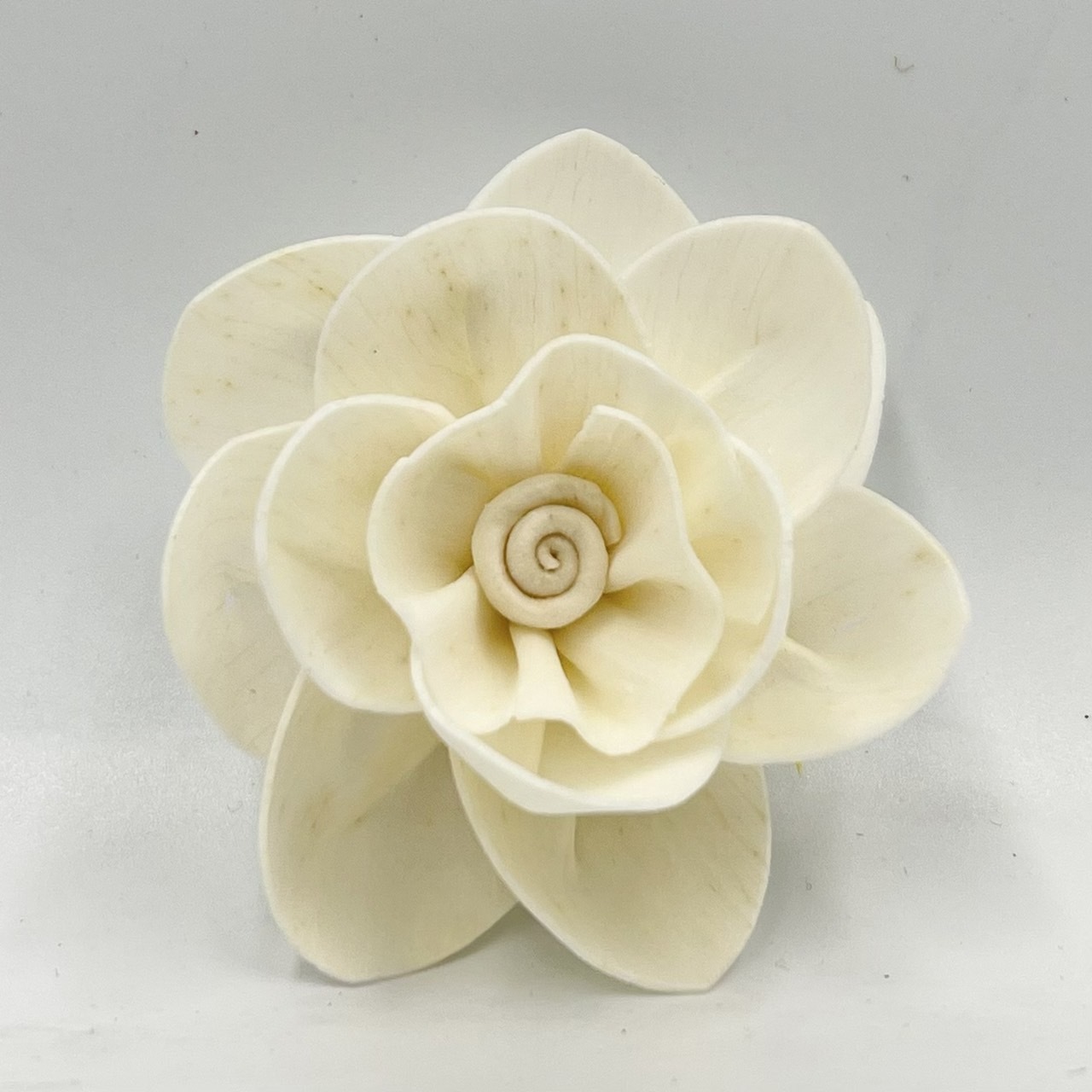 泰國索拉花 木蘭花 6CM  <十支一把>  (高品質)