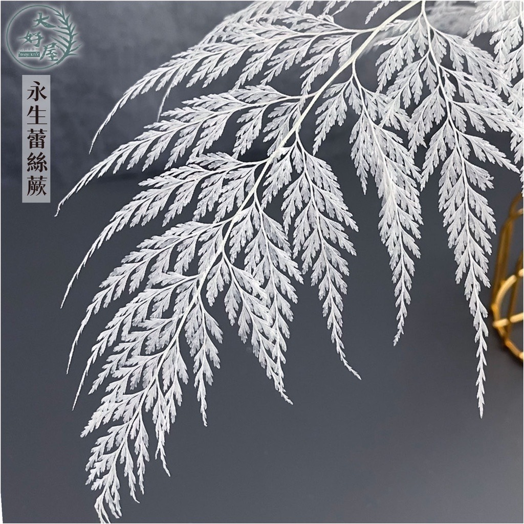 永生蕾絲蕨【小束裝】