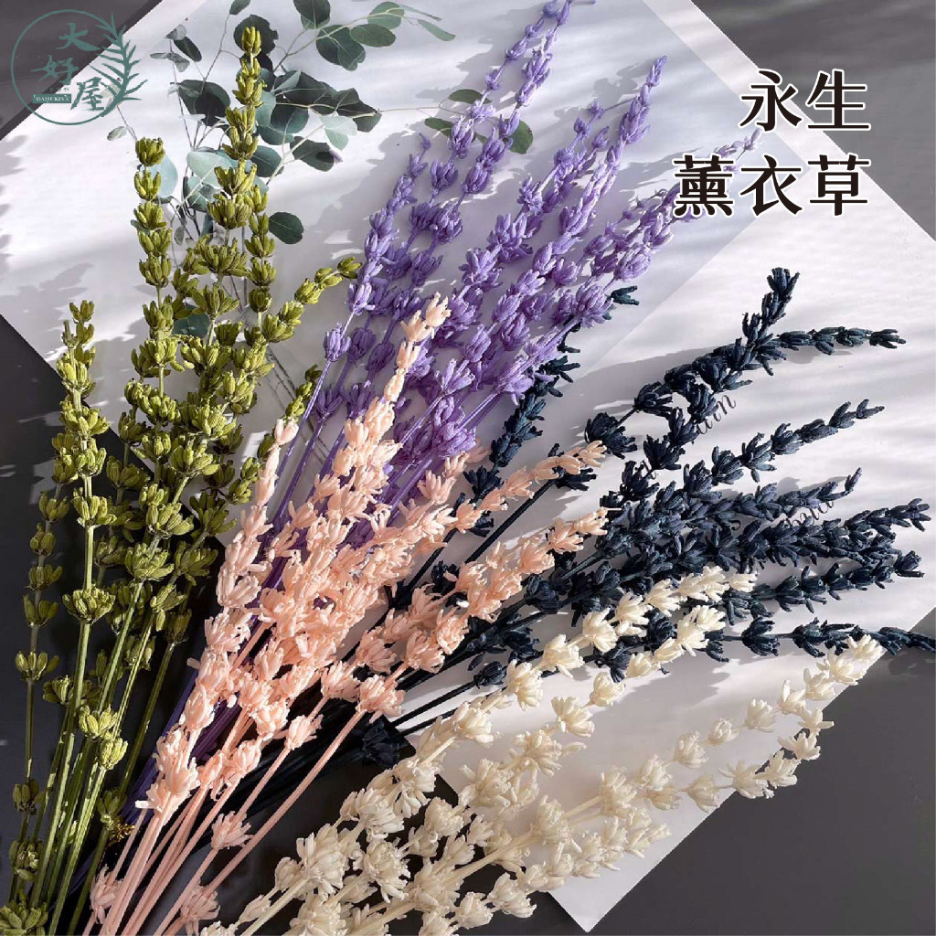 乾燥/永生 薰衣草【小份裝】
