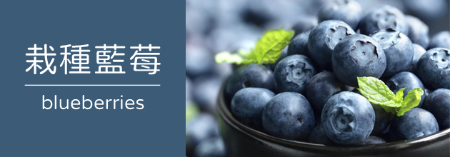 栽種藍莓【天時莓果TimesBerries官網】