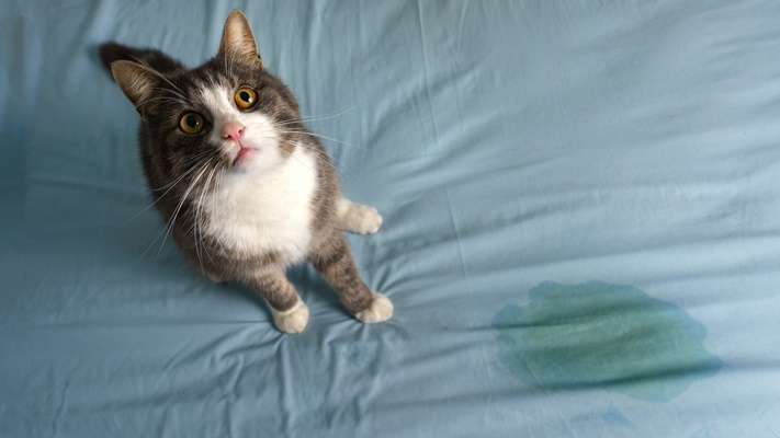 貓咪上床睡覺尿床了怎麼辦