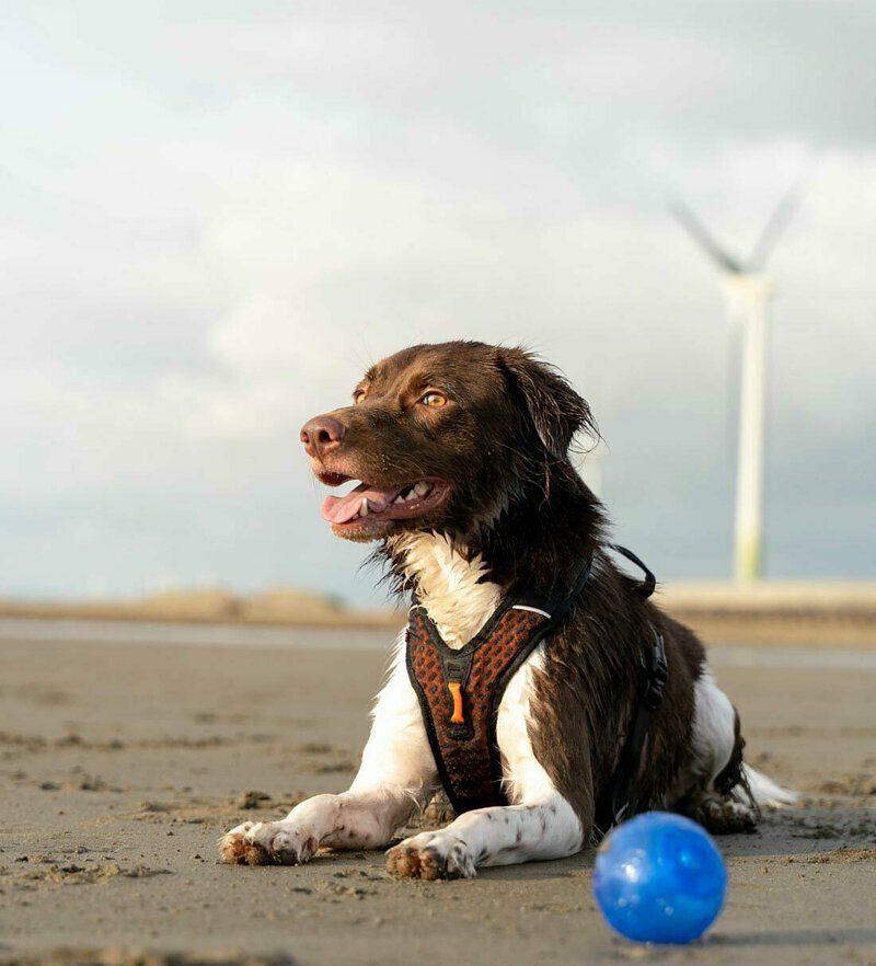 【Non-stop dogwear】ROCK 胸背帶