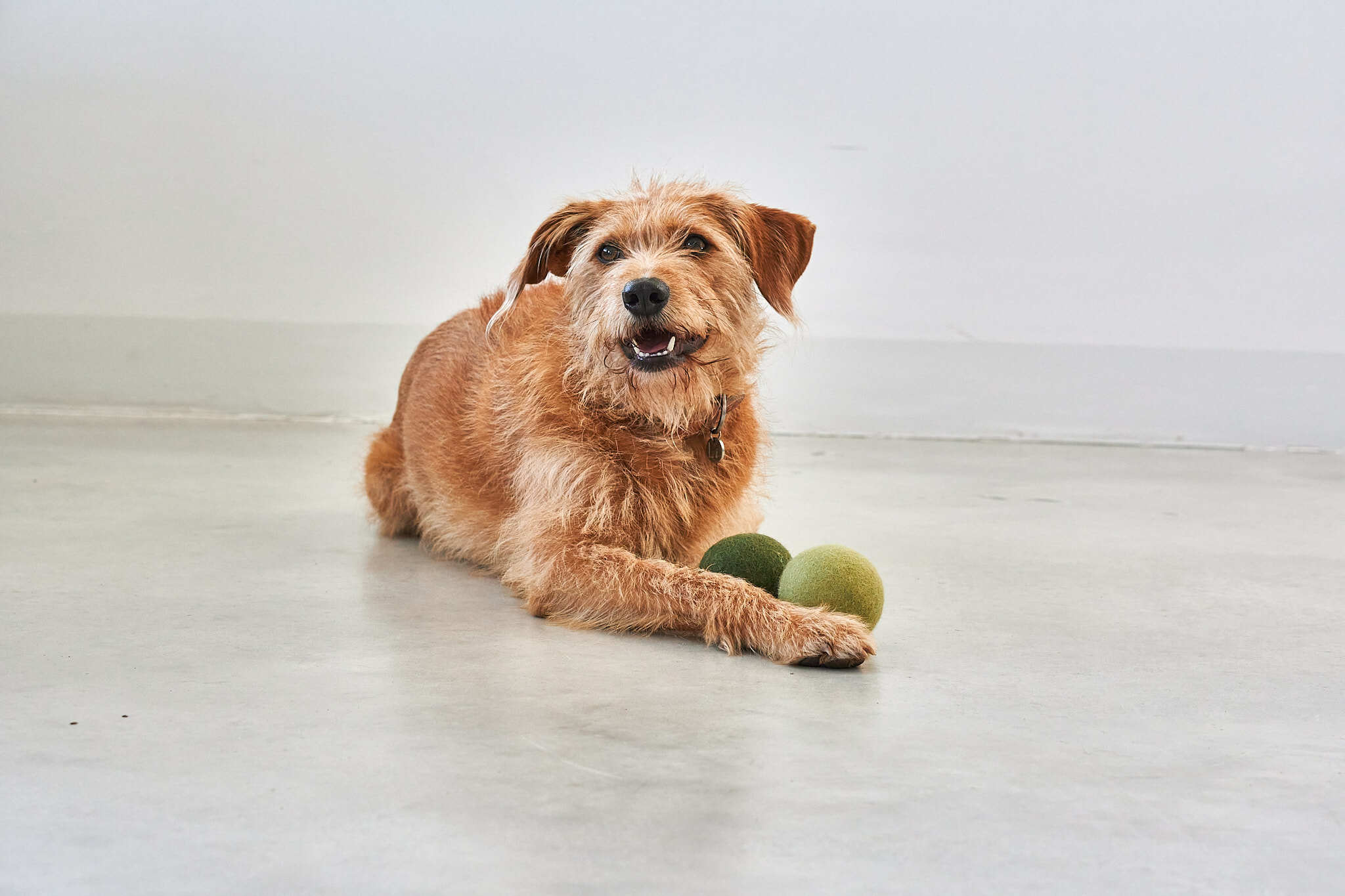 德國MiaCara Globo狗狗毛氈球（2入）- 綠