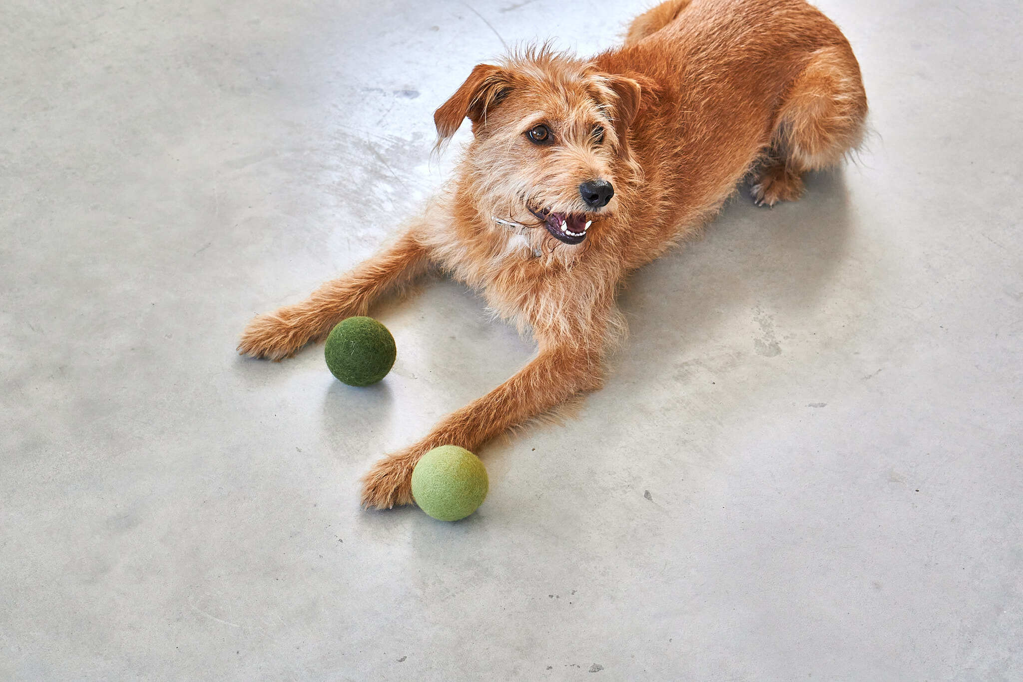 德國MiaCara Globo狗狗毛氈球（2入）- 綠