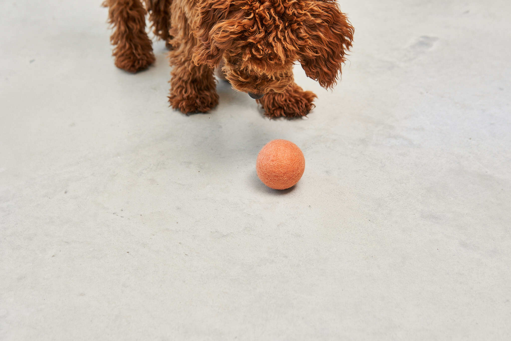 德國MiaCara Globo狗狗毛氈球（2入）- 珊瑚紅