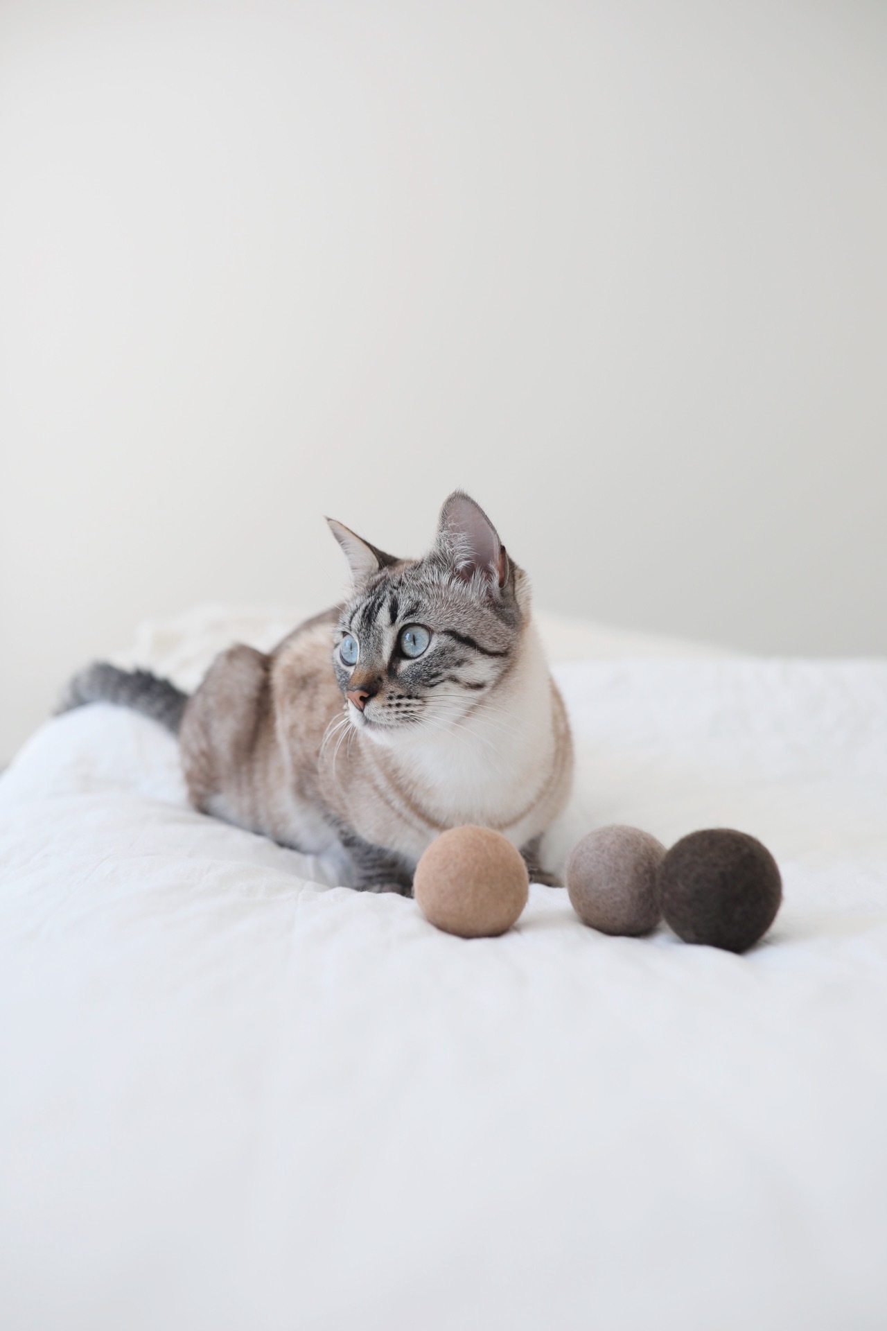 德國MiaCara｜Globo貓貓毛氈球 (3入)