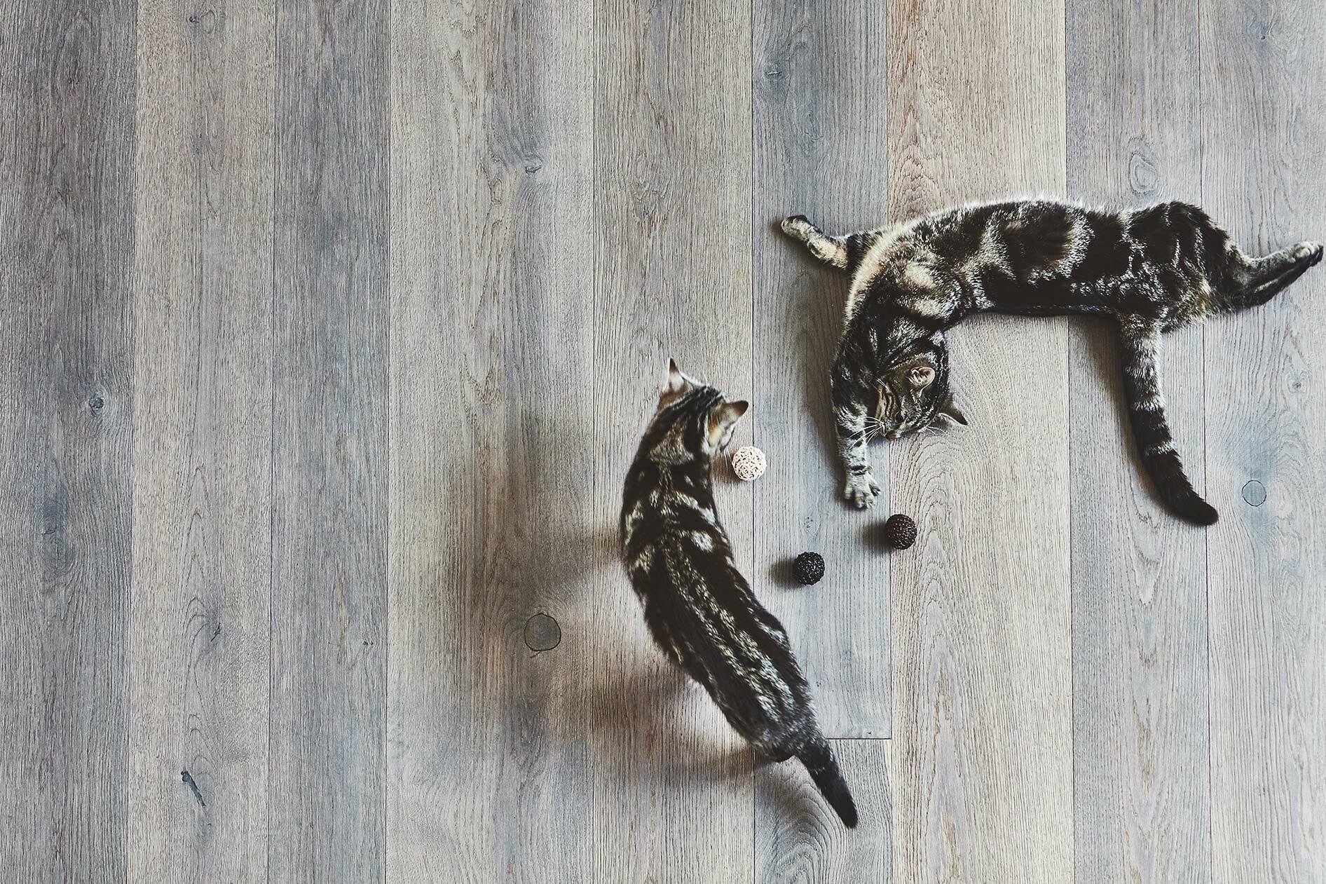 德國MiaCara Filo貓軟木球